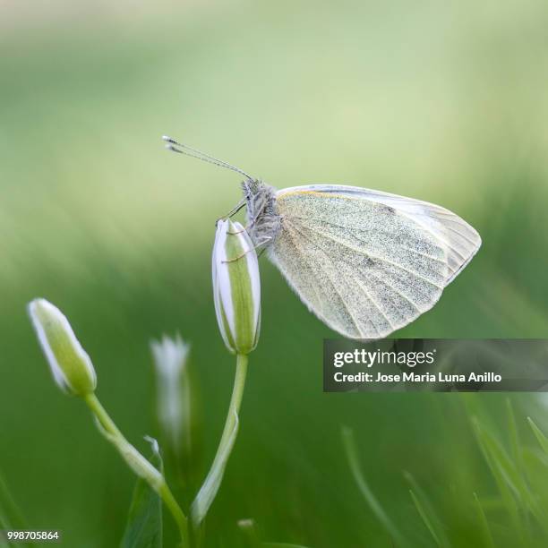 pieris brasicae - anillo stock pictures, royalty-free photos & images