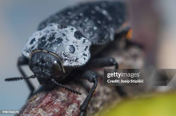 flat-headed root-borer - longicorne photos et images de collection