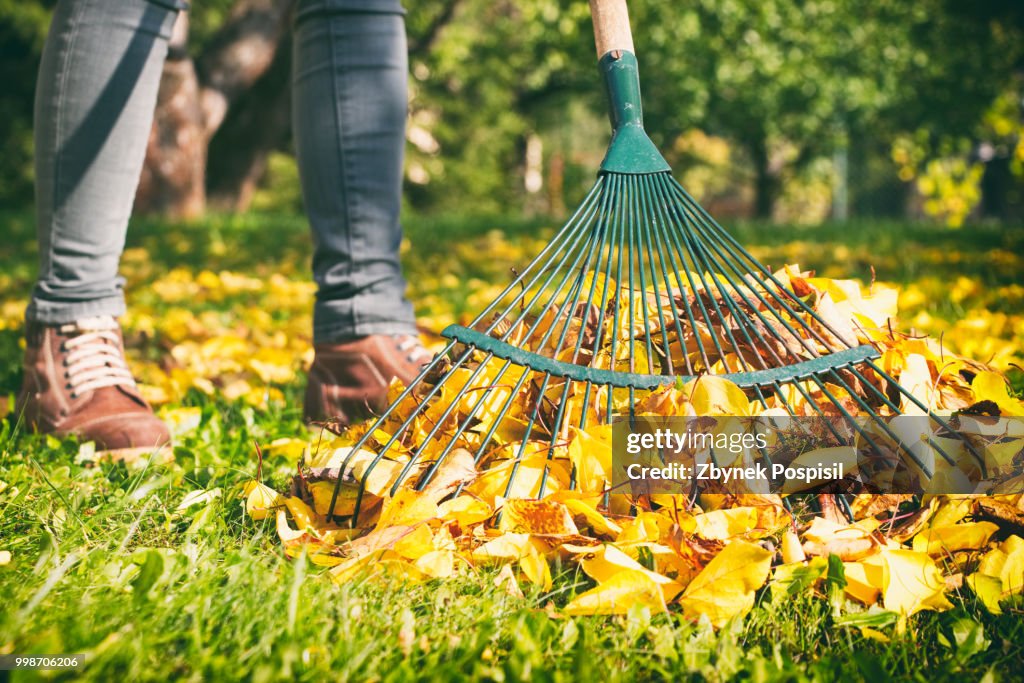 Gardener woman raking up autumn leaves in garden. Woman standing with rake.