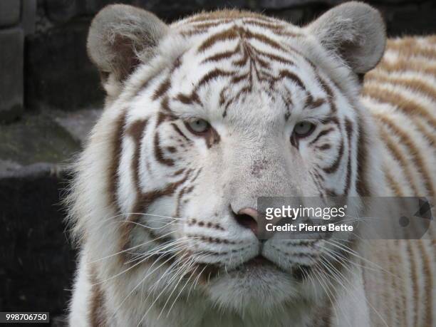white tiger - blette stock-fotos und bilder