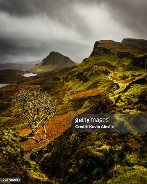 quiraing tree - quiraing stock pictures, royalty-free photos & images