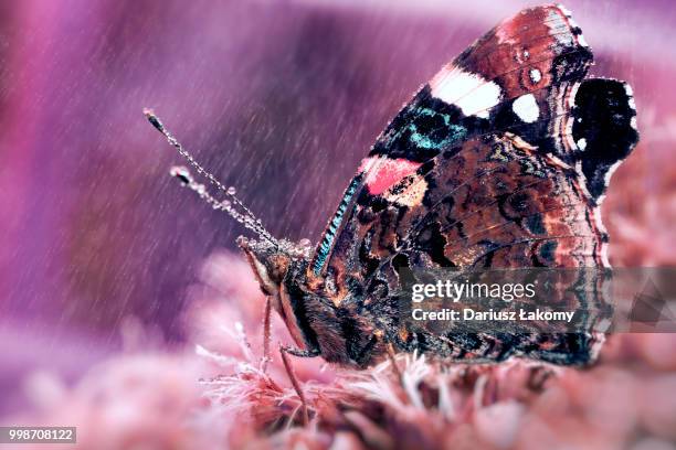 Spring Rains Butterfly 726 Butterflies In The Rain Stock Photos, High-Res Pictures, and Images ...
