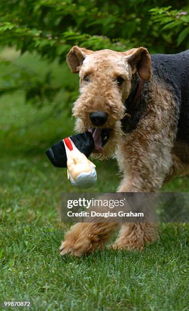 McCoy the Airdale with George W. Bush from politicalpettoys.com.