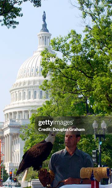 Michael Book and "Thunder" a 12 year old bald eagle from the West Virginia Raptor Rehabilition Center attended a press conference outside the Rusell...