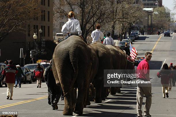Ringling Bros. & Barnum and Bailey Circus elephant's parade down E street near Capitol Hill headed to the MCI center. They will be performing there...