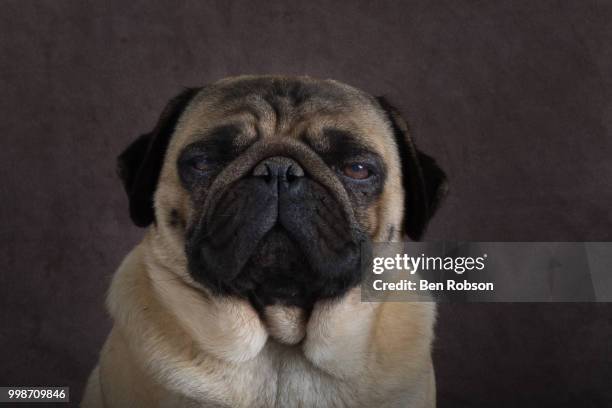 what the pug are you looking at? - pug portrait stock pictures, royalty-free photos & images