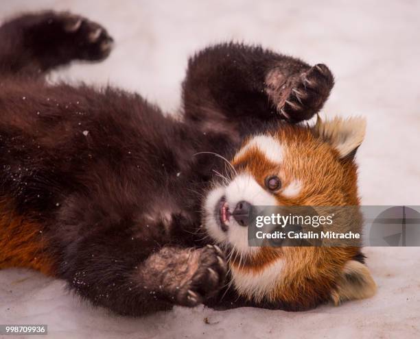 baby at play - red panda stock pictures, royalty-free photos & images