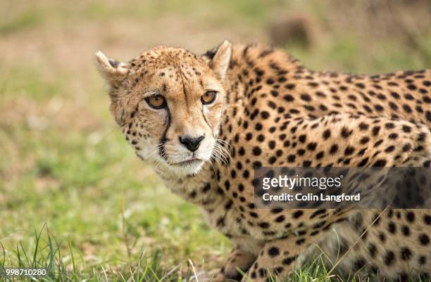 cheetah series - vulnerable species stock pictures, royalty-free photos & images