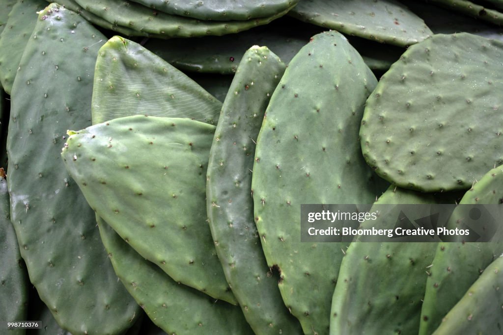 Prickly pear cactus pads sit in a pile at a farm
