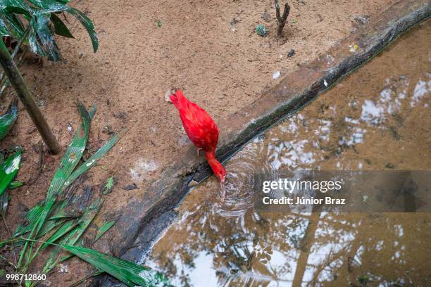 scarlet ibis (eudocimus ruber) at the bird park - south american bird photos et images de collection