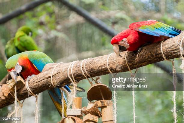 colorful of blue and gold macaw aviary - aviary stock pictures, royalty-free photos & images