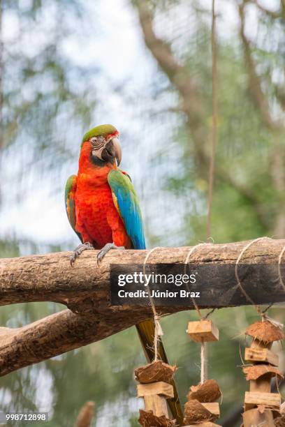 blue macaw parrots bird on a tree branch - volière stockfoto's en -beelden