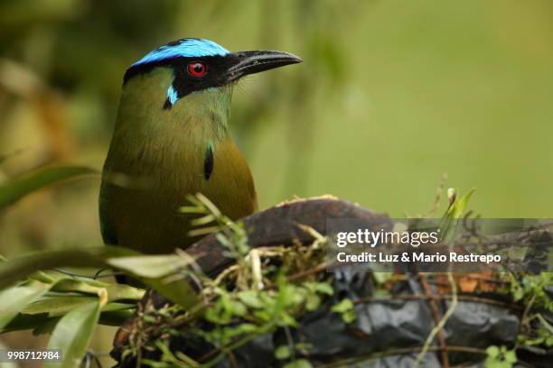 motmot -momotus momota - lilabröstad blåkråka bildbanksfoton och bilder