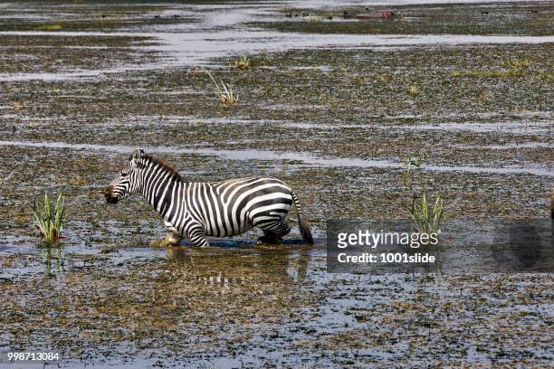 zebra walking in lake for drinking - 1001slide stock pictures, royalty-free photos & images
