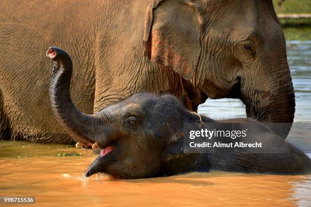 elephants in laos - almut albrecht stockfoto's en -beelden