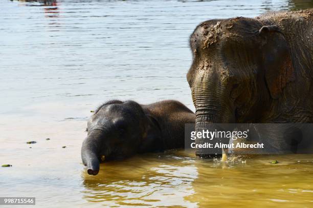 elephants in laos - almut albrecht stockfoto's en -beelden