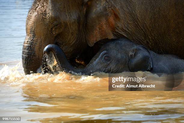 elephants in laos - almut albrecht bildbanksfoton och bilder