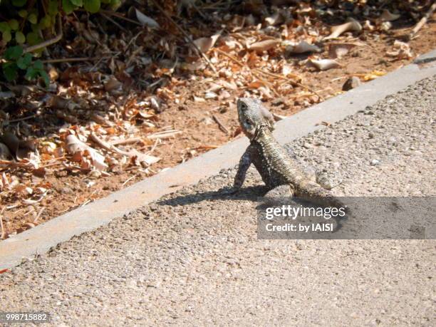 stellagama stellio in the sun, in attack position - agama family stock pictures, royalty-free photos & images