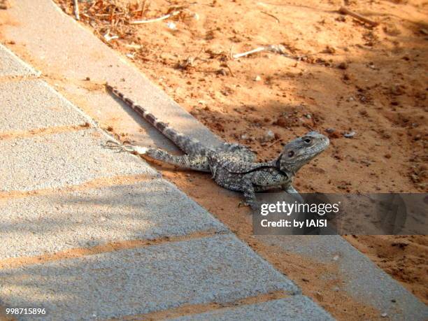 stellagama stellio in attack position - agama stock pictures, royalty-free photos & images