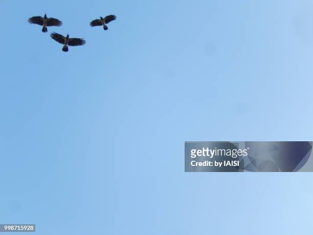 three crows flying in an empty sky - sharon plain stock pictures, royalty-free photos & images