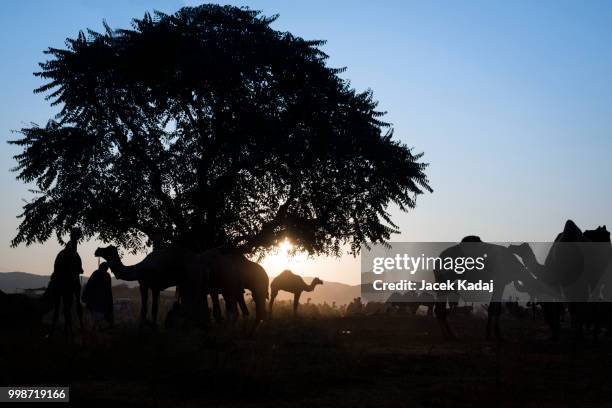 pushkar camel fair - pushkar camel fair stock pictures, royalty-free photos & images