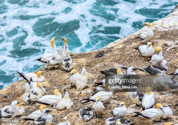 gannet family - gannet stockfoto's en -beelden