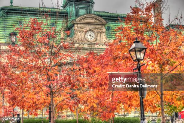 hotel de ville behind autumn trees, vieux-montreal, quebec, canada - ville stock pictures, royalty-free photos & images