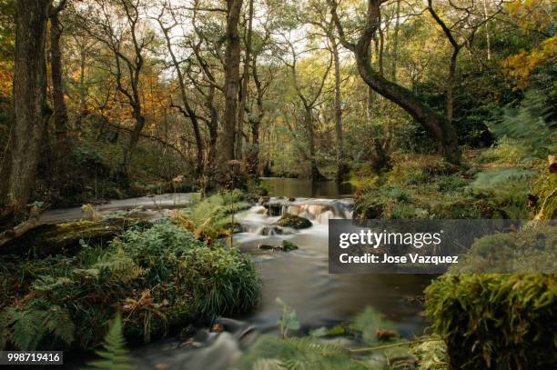 lush forest - vazquez stock pictures, royalty-free photos & images