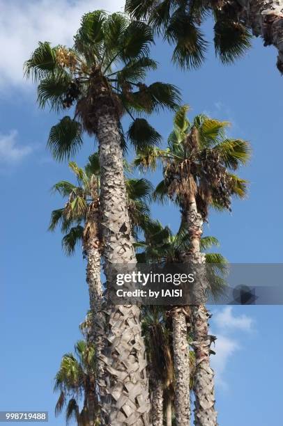 vertical view of tall palm trees - fan palm tree stock pictures, royalty-free photos & images