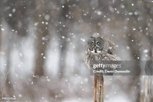 snow day - snow day stock pictures, royalty-free photos & images