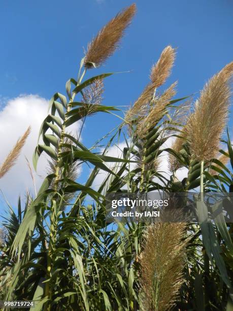 close-up of giant reeds in the coastal plain, by a windy day - sharon plain stock pictures, royalty-free photos & images