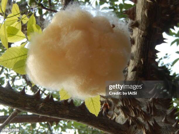 the fluffy, cotton-like kapok on the kapok tree, close-up - kaasjeskruidfamilie stockfoto's en -beelden