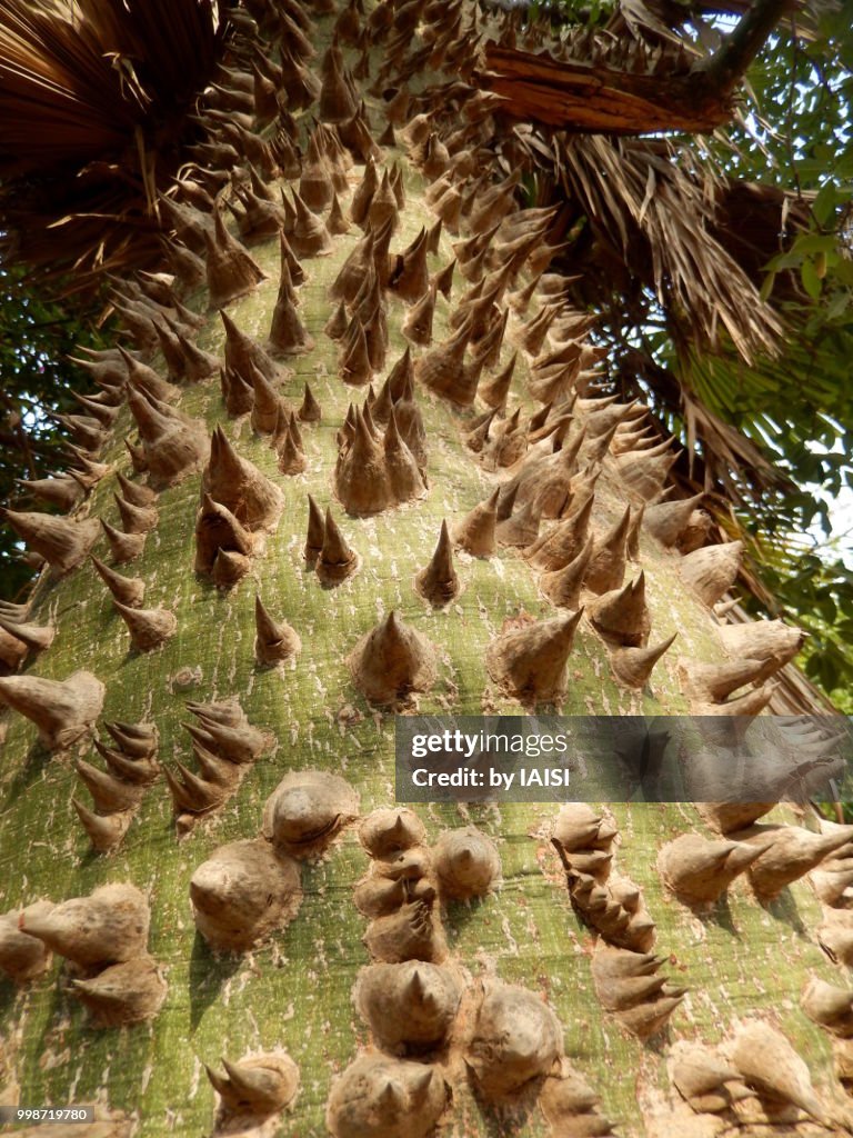 The spiked trunk of the ceiba tree at low angle view