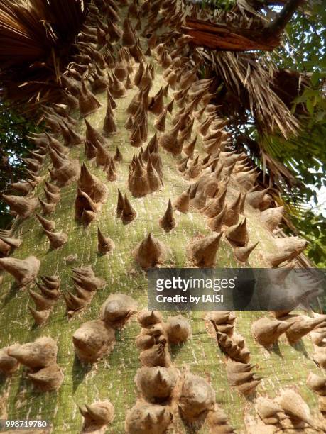 the spiked trunk of the ceiba tree at low angle view - sharon plain stock pictures, royalty-free photos & images