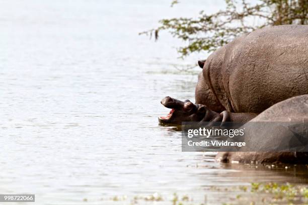 baby hippo - baby hippo stock pictures, royalty-free photos & images