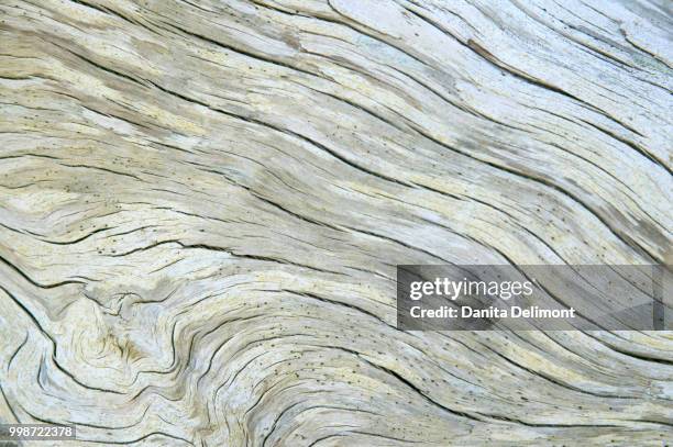 close-up of driftwood along rialto beach, olympic national park, washington state, usa - rialto beach stock pictures, royalty-free photos & images