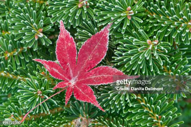 winter frost on japanese maple (acer palmatum) leaf and evergreen tree, washington state, usa - evergreen - fotografias e filmes do acervo
