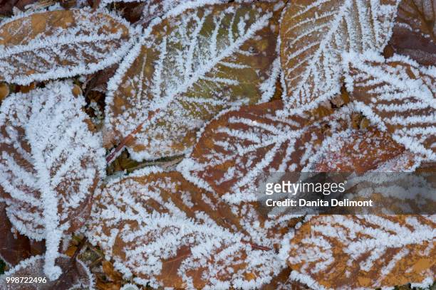 winter frost on japanese cherry (prunus serrulata) leaves, washington state, usa - winter cherry stock pictures, royalty-free photos & images