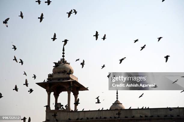 a flock of pigeons crowding one of the structures on top of the - agarwal stock pictures, royalty-free photos & images