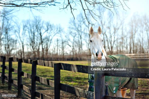 kentucky winter - white eggplant stock pictures, royalty-free photos & images