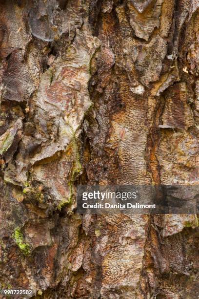 tree bark pattern, washington park arboretum, seattle, washington state, usa - washington park arboretum stock-fotos und bilder