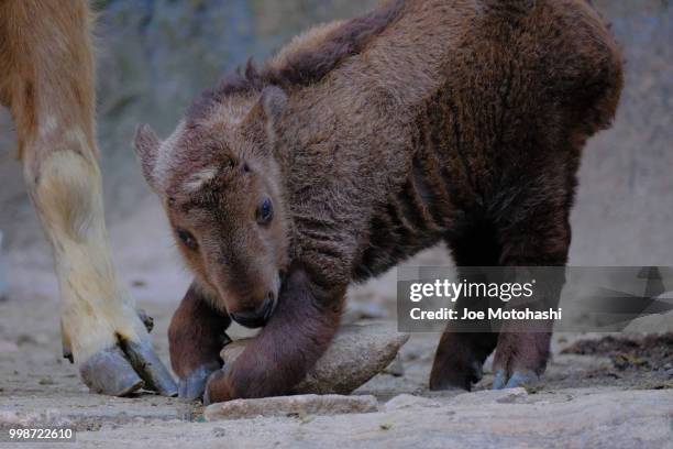 baby golden takin - takin stock pictures, royalty-free photos & images