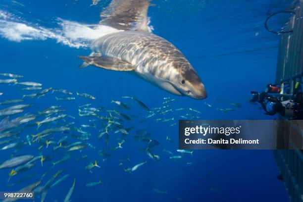 female great white shark (carcharodon carcharias) and school of rainbow runners (elagatis binpinnulata), guadalupe island, marine biosphere, baja california, mexico - guadalupe island stock pictures, royalty-free photos & images