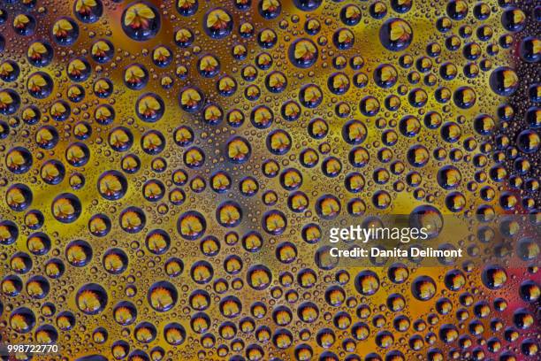 marigold (calendula officinalis) reflections in dew drops, washington state, usa - calendula stock pictures, royalty-free photos & images