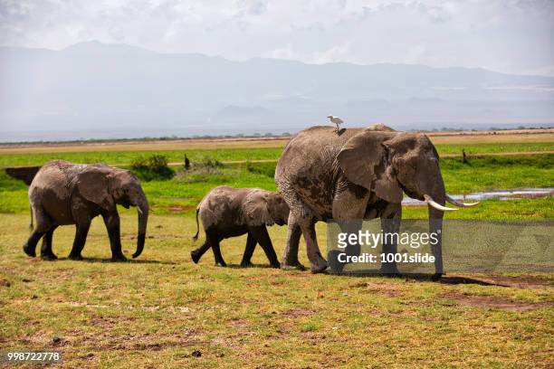 elephants walking and grazing at amboseli - 1001slide stock pictures, royalty-free photos & images