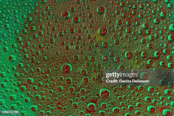 marigold (calendula officinalis) reflections in dew drops, washington state, usa - calendula stock pictures, royalty-free photos & images