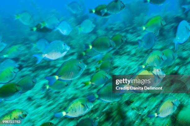 school of ocean surgeonfish (acanthurus bahianus), roatan, bay islands, honduras - surgeonfish stock pictures, royalty-free photos & images