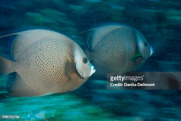 grey angelfish (pomacanthus arcuatus) swimming underwater, utila, bay islands, honduras - utila honduras stock pictures, royalty-free photos & images