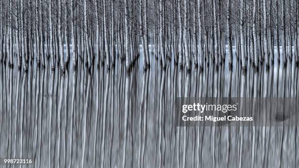 frozen trees - arbol photos et images de collection