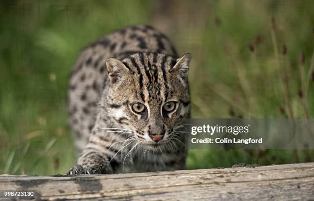 fishing cat series - prionailurus viverrinus stock pictures, royalty-free photos & images